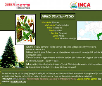 Të njohim speciet - Abies borisii-regis